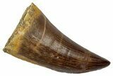Fossil Prognathodontid Mosasaur Tooth - Morocco #345126-1